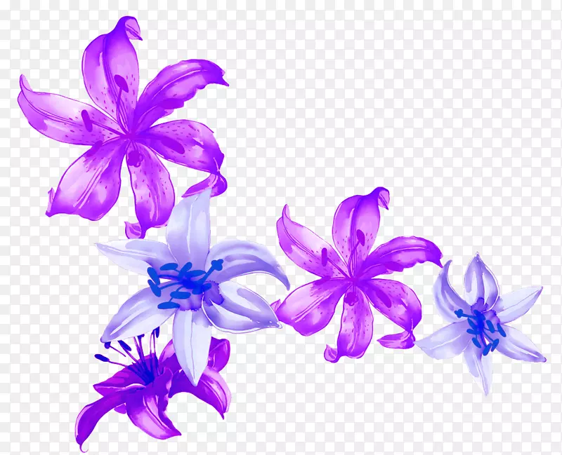 水彩画蓝色花瓣插图.水彩百合