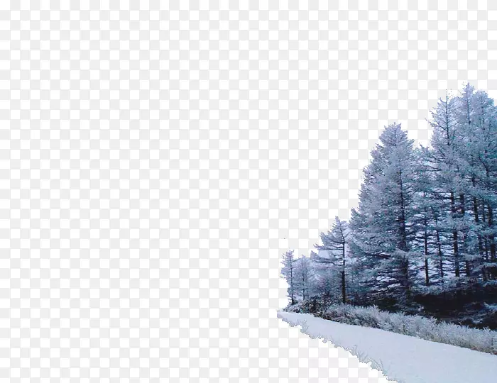冬天的树雪-冬天的一排树