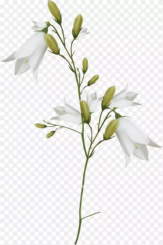 百合插花艺术-白色百合花