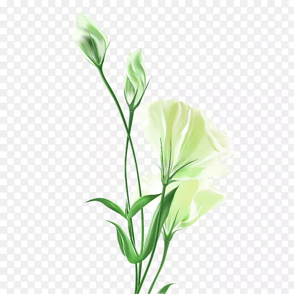 花束画-百合白花