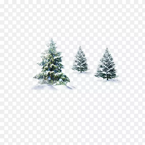 松树、云杉、杉木-冬季三棵树