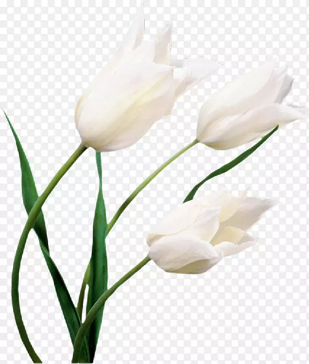郁金香花白色桌面壁纸百合花