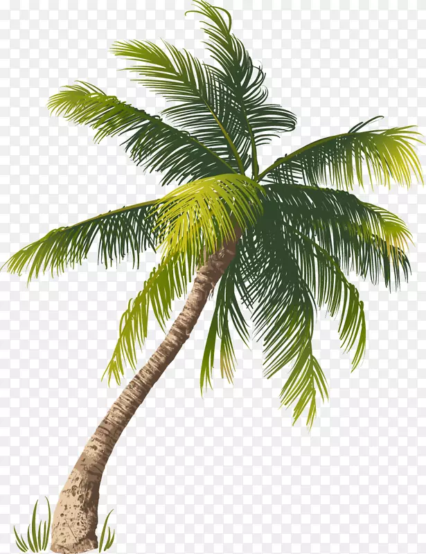 图-鲜椰子