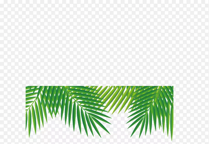 热带土坯插画-新鲜椰子