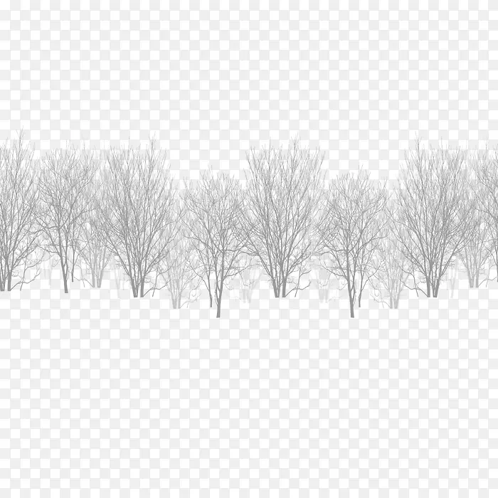 白色黑色冬季天空-冬季雪松