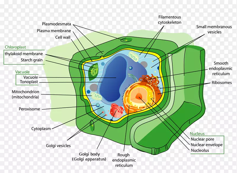植物细胞、动物细胞器-原核生物
