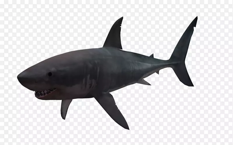 大白鲨三维计算机图形学.底栖动物