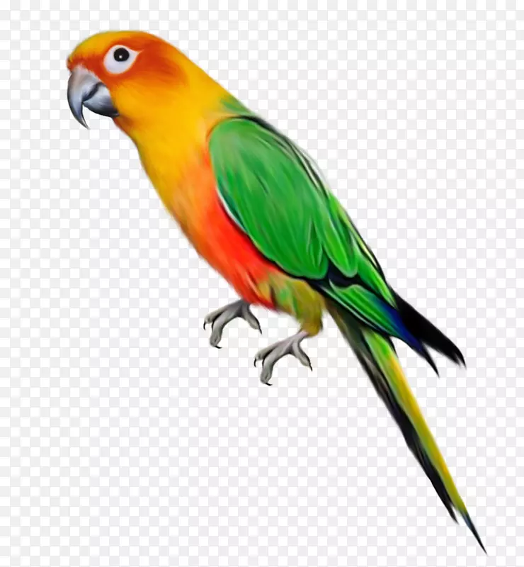 鹦鹉鸟夹艺术.彩色鹦鹉装饰图案