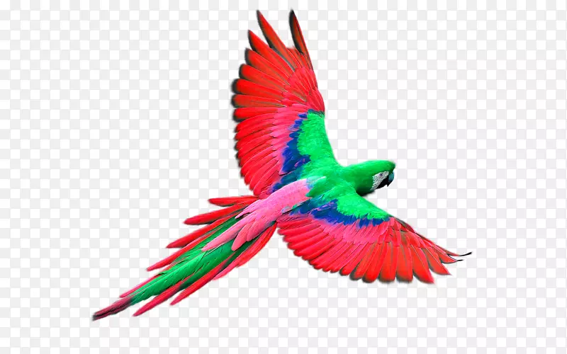 鹦鹉飞行鸟-红鹦鹉装饰图案