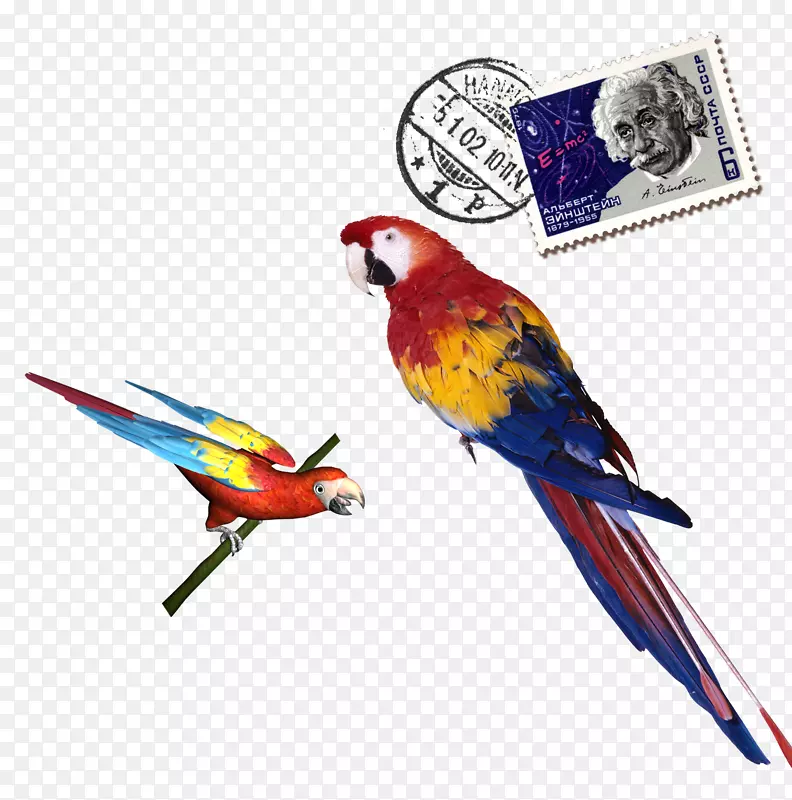 鹦鹉下载彩色鹦鹉邮票