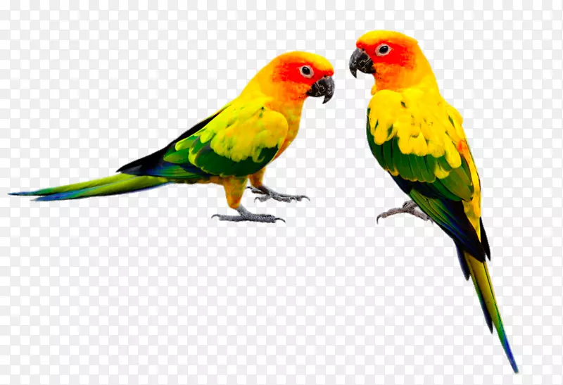 喂食鸟的鹦鹉、鹦鹉的形状不是相同的两只鹦鹉。