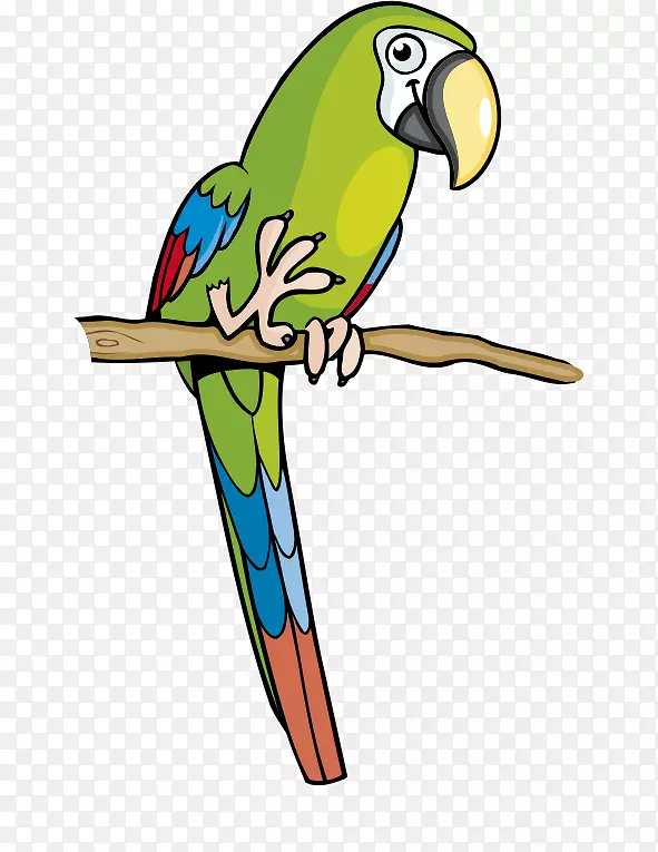 亚马逊鹦鹉剪贴画-卡通鹦鹉绿