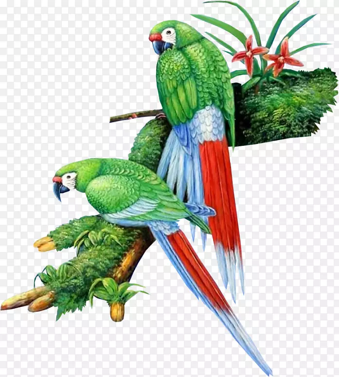 爱鸟鹦鹉仙尼尼手绘水彩画绿色鹦鹉