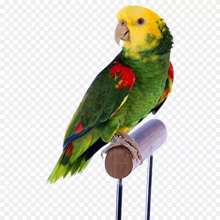 鹦鹉，鹦鹉-黄头绿鹦鹉