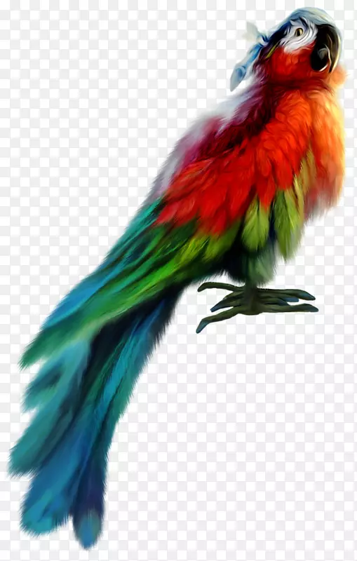 鹦鹉鸟-彩色鹦鹉羽毛