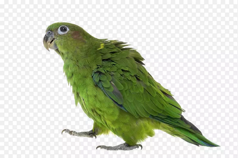 鹦鹉真鹦鹉黄头亚马逊绿色步行鹦鹉