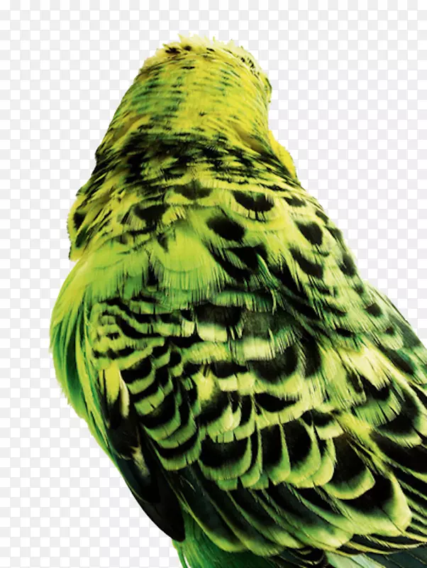 鹦鹉-绿背鹦鹉