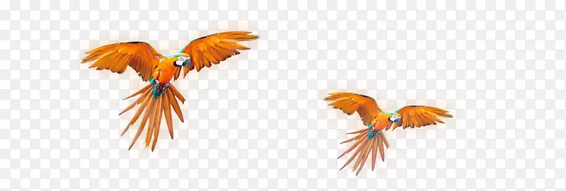 亚马逊鹦鹉真鹦鹉下载手绘鹦鹉
