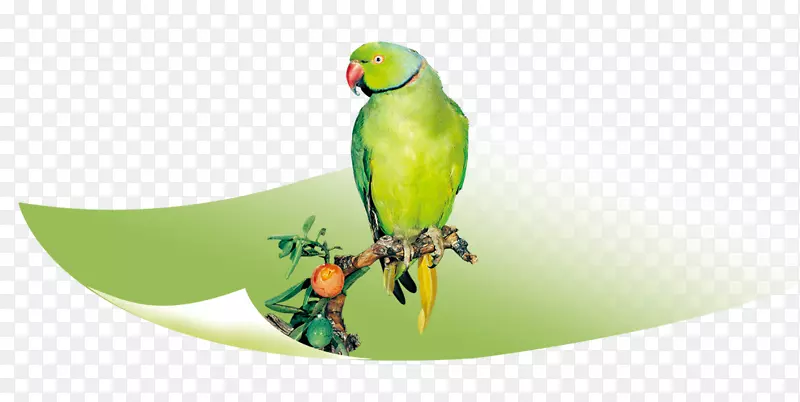 真鹦鹉、鹦鹉-树枝上的绿色鹦鹉