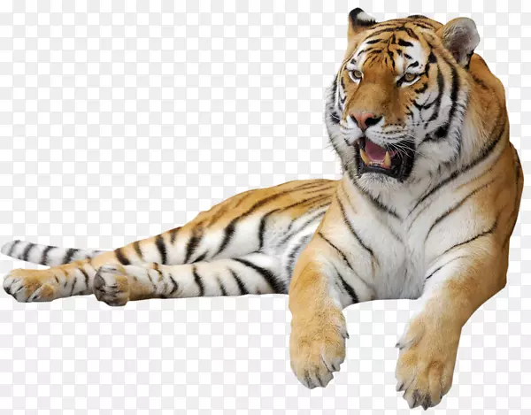 西伯利亚猫、狮子、豹、猫科、猫-虎PNG透明图像