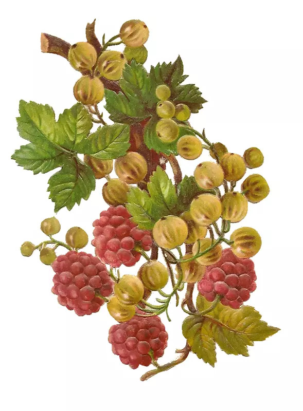 葡萄覆盆子草莓剪辑艺术-秋天浆果剪贴画