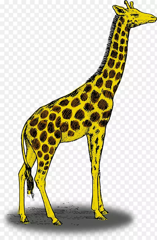 网状长颈鹿彩色插图.长颈鹿剪贴画
