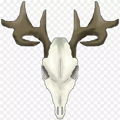 白尾鹿，驯鹿头骨夹艺术.鹿头骨图