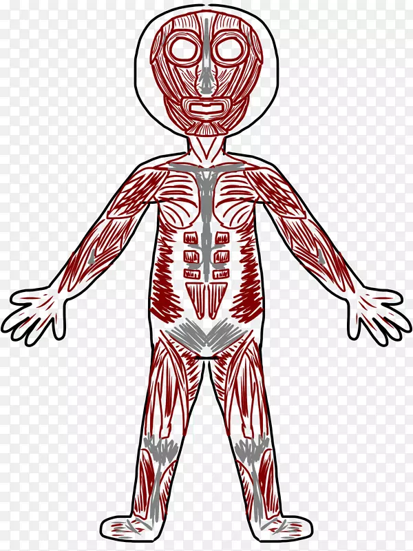 肌肉系统肌肉人体骨骼人体剪贴画肌肉剪贴画