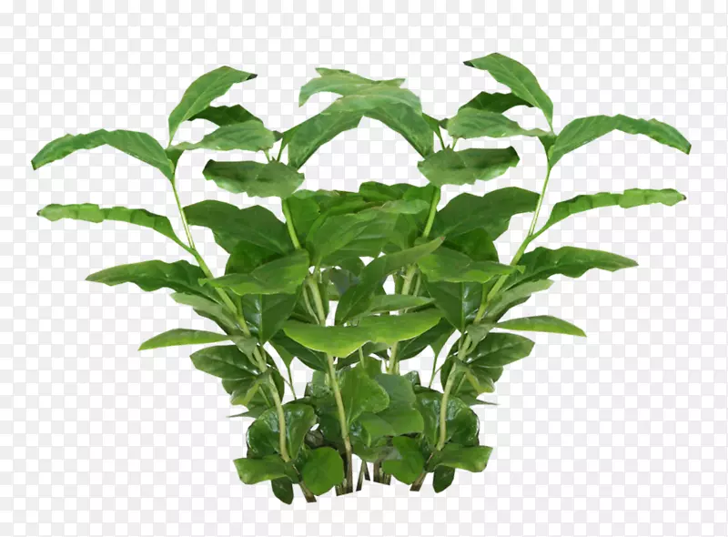植物纹理映射α映射-植物PNG图片