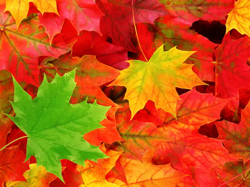 桌面壁纸秋叶颜色自然-秋叶