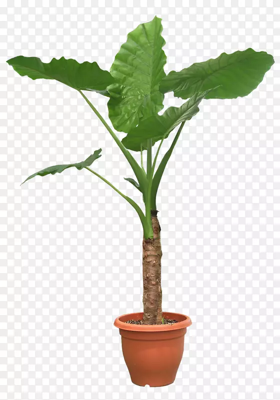 室内植物像素植物PNG盆栽