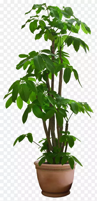 圭亚那栗树-美丽透明植物PNG