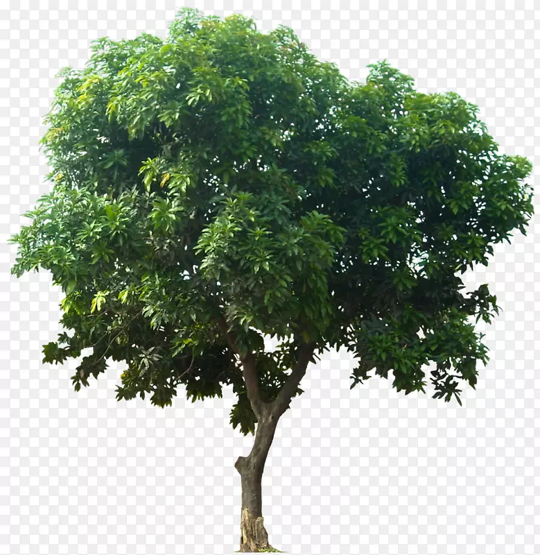 印度芒果树-图标下载树