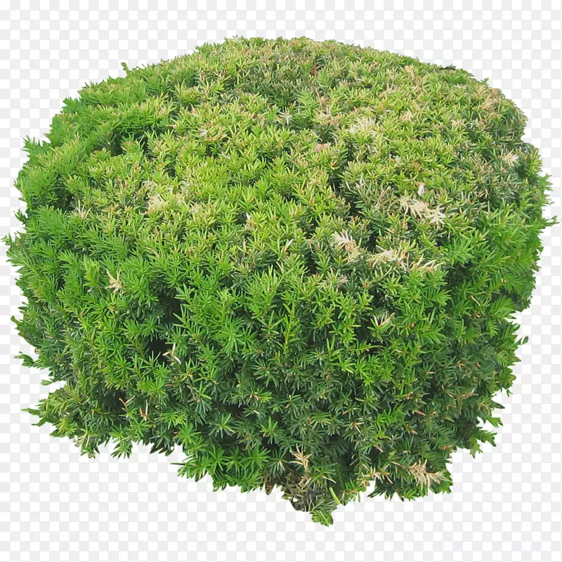 灌木树绘制-植物花PNG图像顶部视图