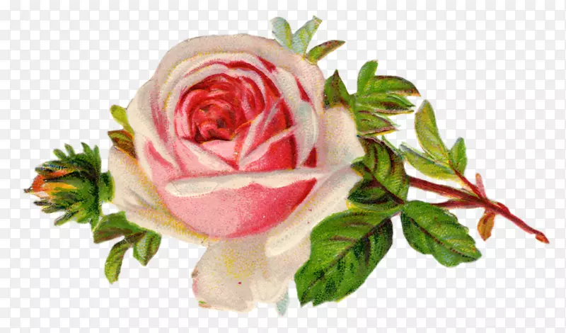 古典玫瑰：为家庭和花园提供美丽的百合花、玫瑰、花卉剪贴画-花园派对剪贴画。