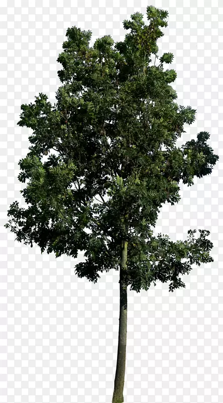黑杨树景观建筑景观-最佳免费树木PNG形象