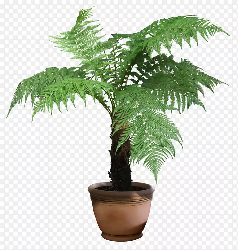 美丽的透明植物图片