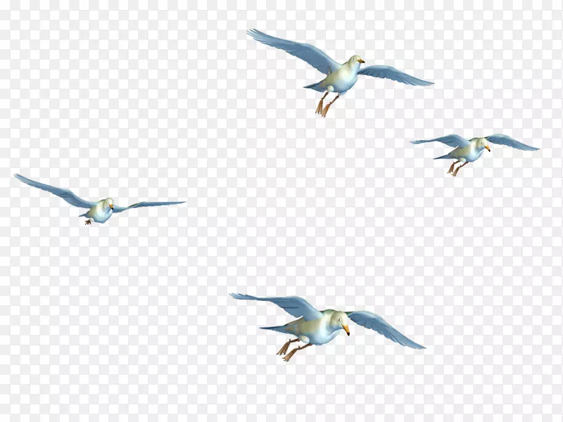 鸟类飞行剪辑艺术-飞行鸟PNG
