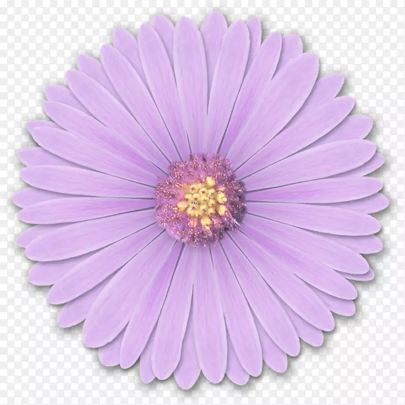淡花桌面壁纸紫色-Res浅紫色花png由hanabell1d616mwr png制成。