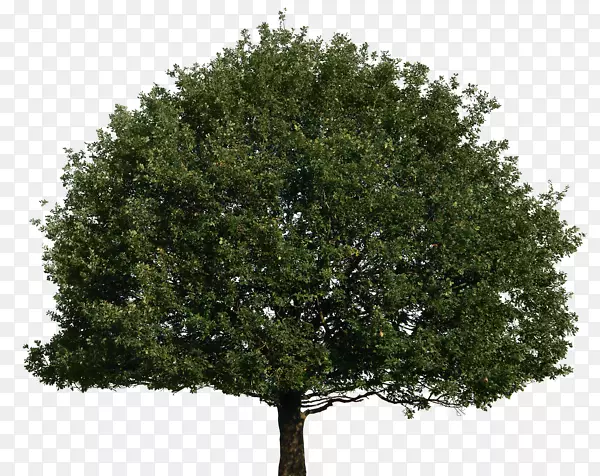40果树-树顶PNG树