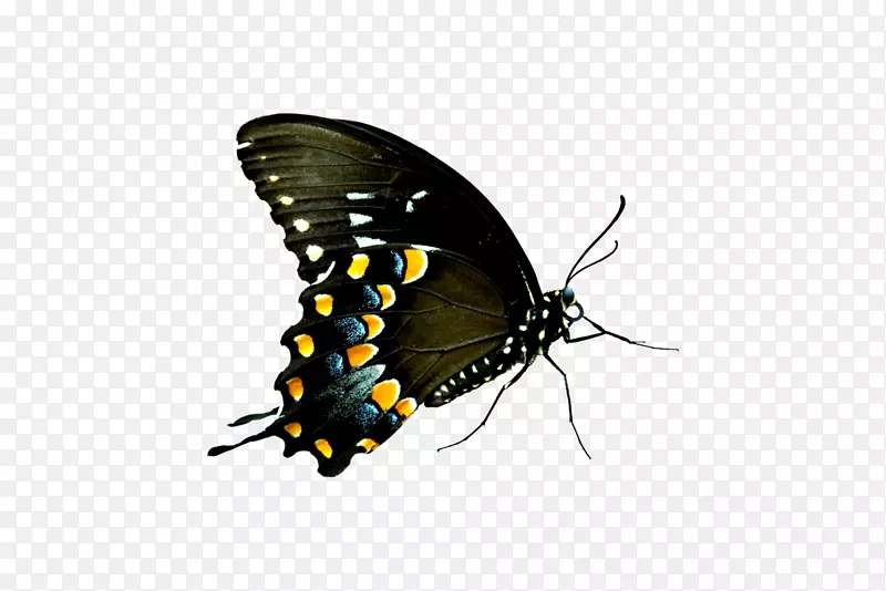 蝴蝶电脑图标-蝴蝶群PNG