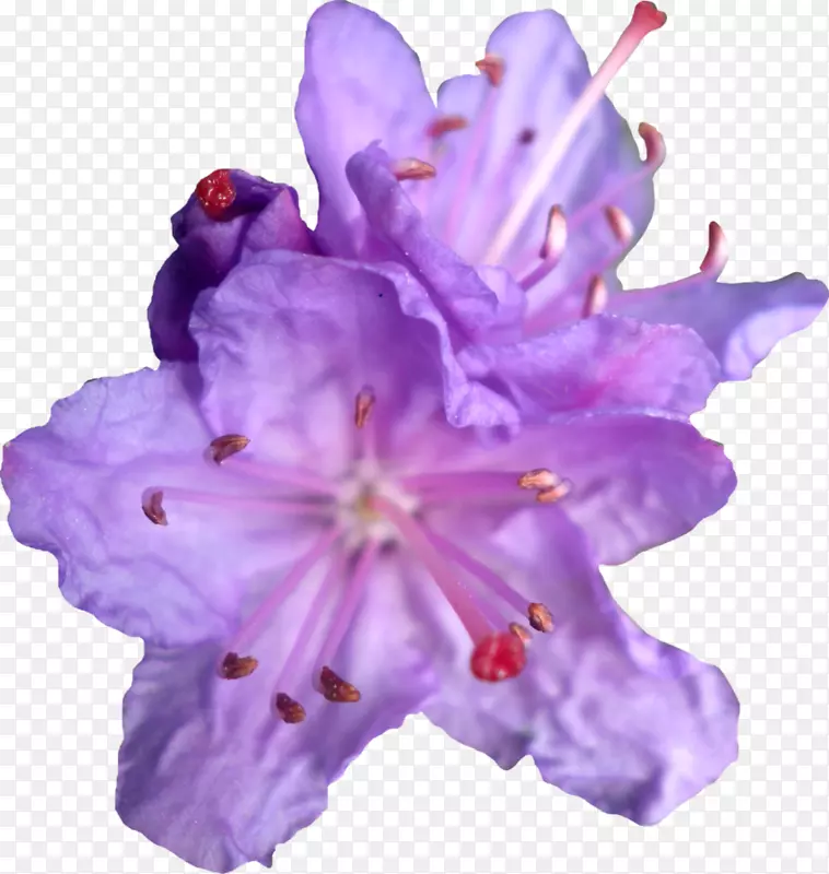 紫花紫罗兰剪贴画-紫花PNG紫杜鹃PNG