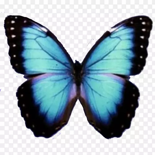 蝴蝶电脑图标-蓝色蝴蝶PNG