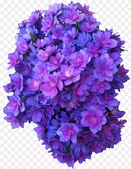 法国绣球花紫玫瑰紫罗兰紫花图标下载