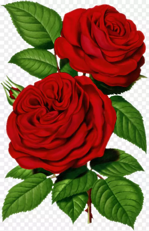 仙人掌玫瑰插花艺术-维多利亚玫瑰图片