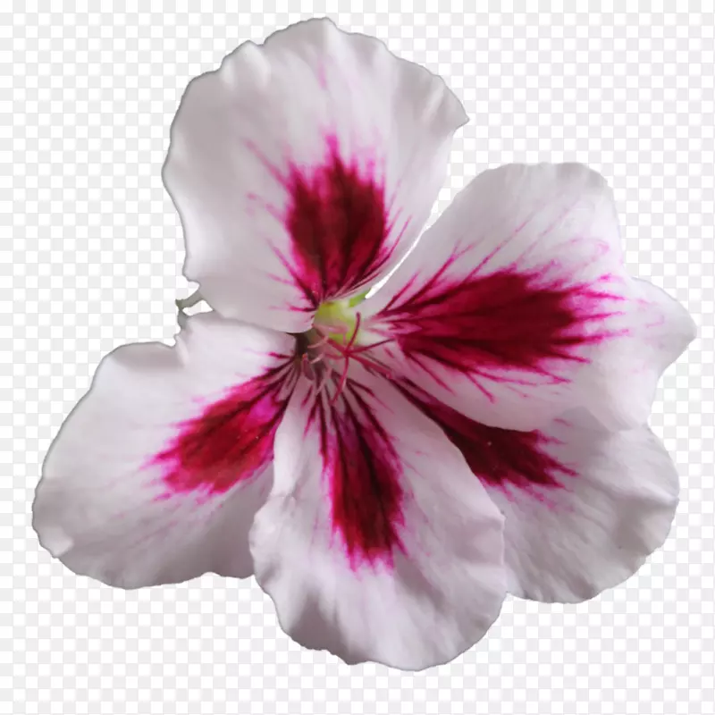香甜的天竺葵花鹤的.剪贴画.透明的PNG花卉图像