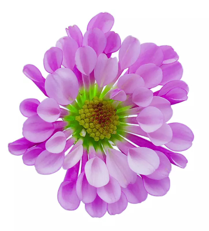 花卉图像解析桌面壁纸-免费图片下载