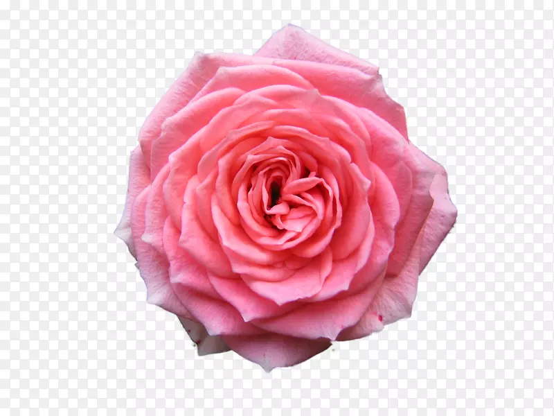 玫瑰桌面壁纸粉红色透明背景高清玫瑰PNG