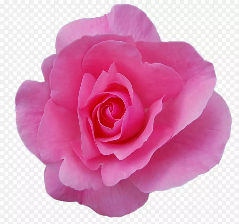 锦绣玫瑰油园玫瑰花精油-PNG透明玫瑰