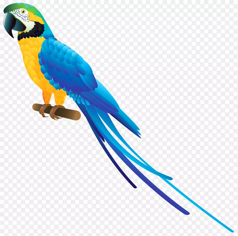 鹦鹉鸟蓝黄金刚鹦鹉剪贴画-PNG剪贴画收藏鹦鹉